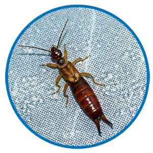 Earwigs