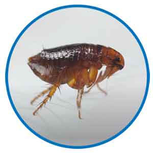 Fleas