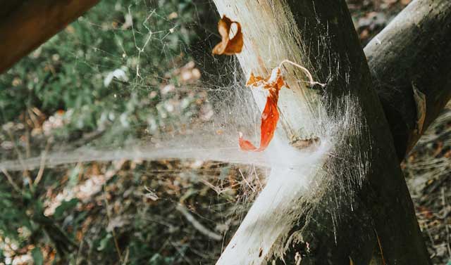 Spider control Chatham-Kent and Windsor-Essex.  Experienced spider exterminators.