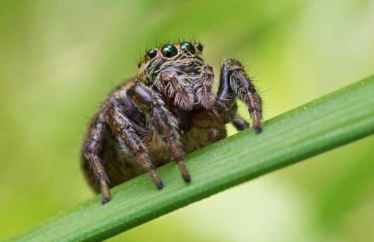 Spider control exterminator, Windsor, Chatham, Leamington