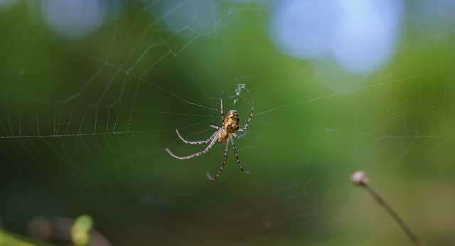 Spider control Windsor-Essex and Chatham Kent. Experienced spider exterminators.