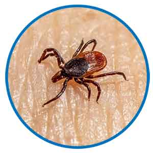 Ticks